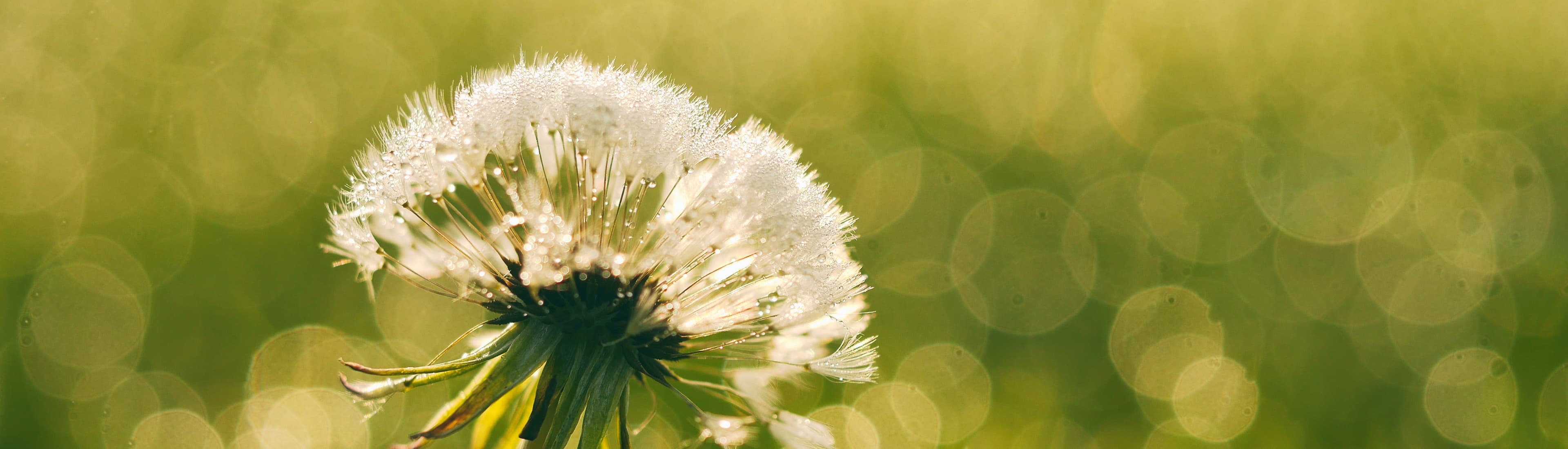 A closeup of a dandelion. Photo credit to Aaron Burden on Unsplash.