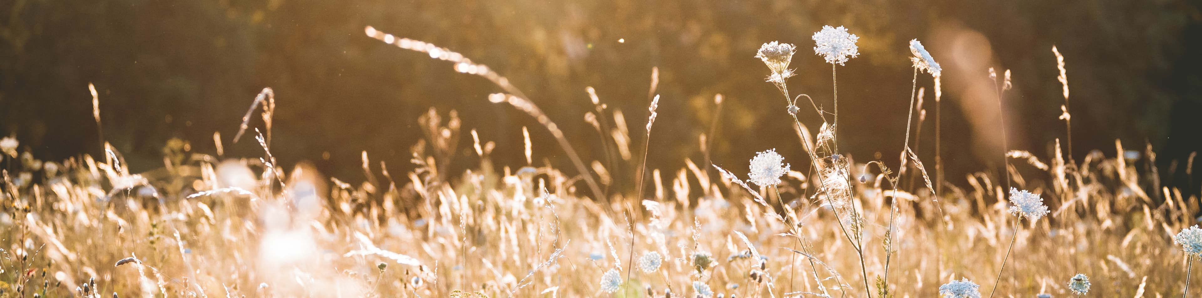 Amber meadow with wildflowers. Photo credit to Niklas Hamann on Unsplash.