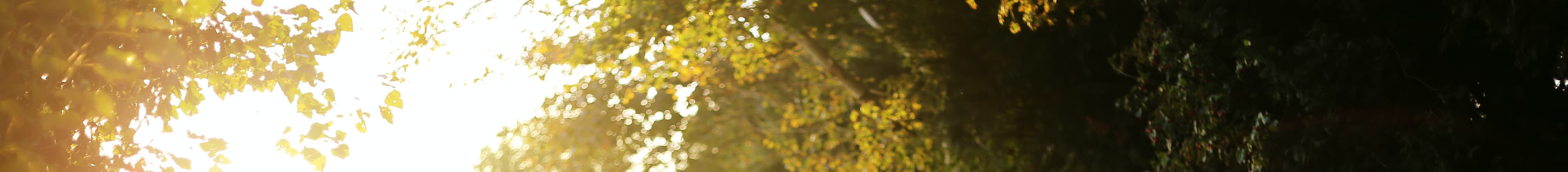 Sunlight coming through leaves. Photo credit to Emma Simpson on Unsplash.